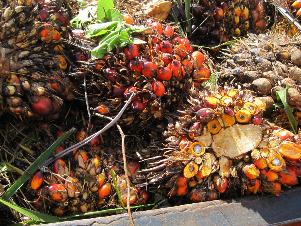 Roundtable On Sustainable Palm Oil Announces Investigation Into Poligrow s Activities SOMO