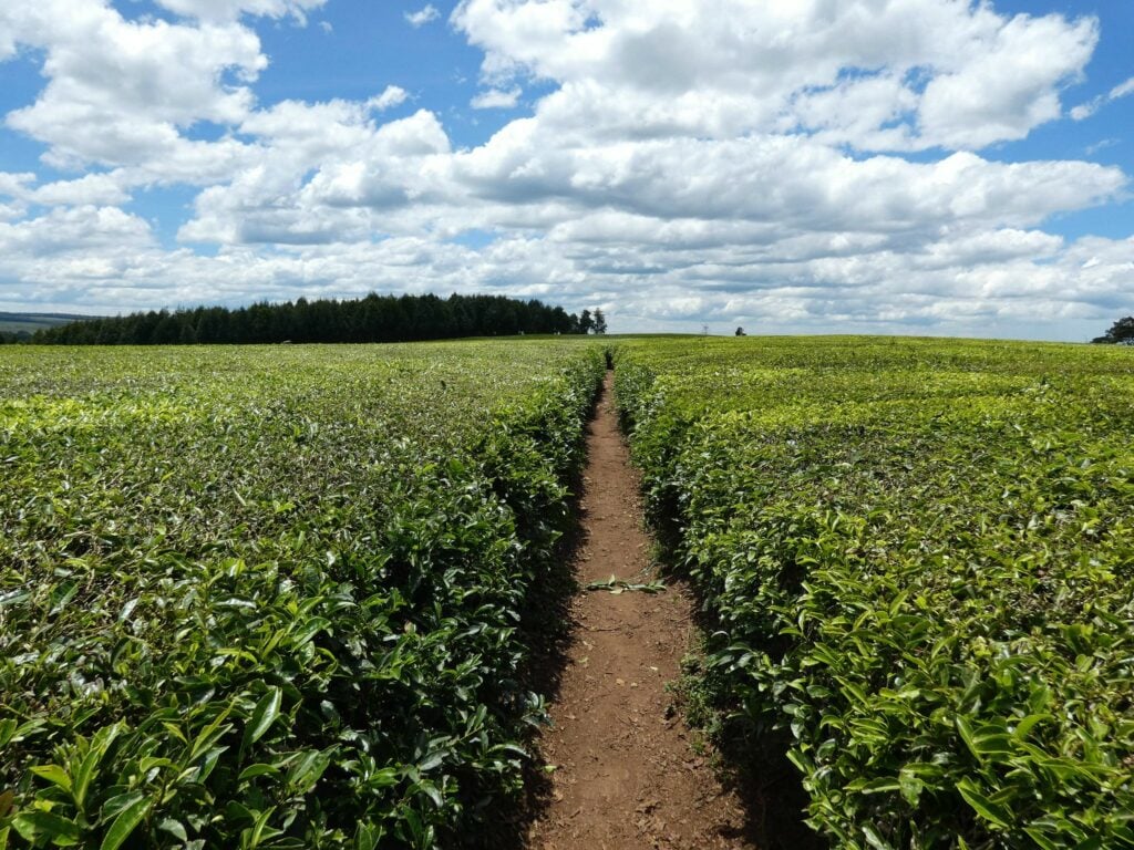 Tea plantation in Kericho, Kenya